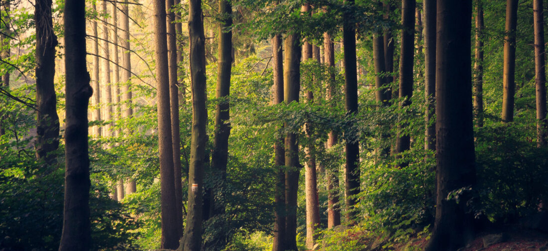Looking after your wellbeing