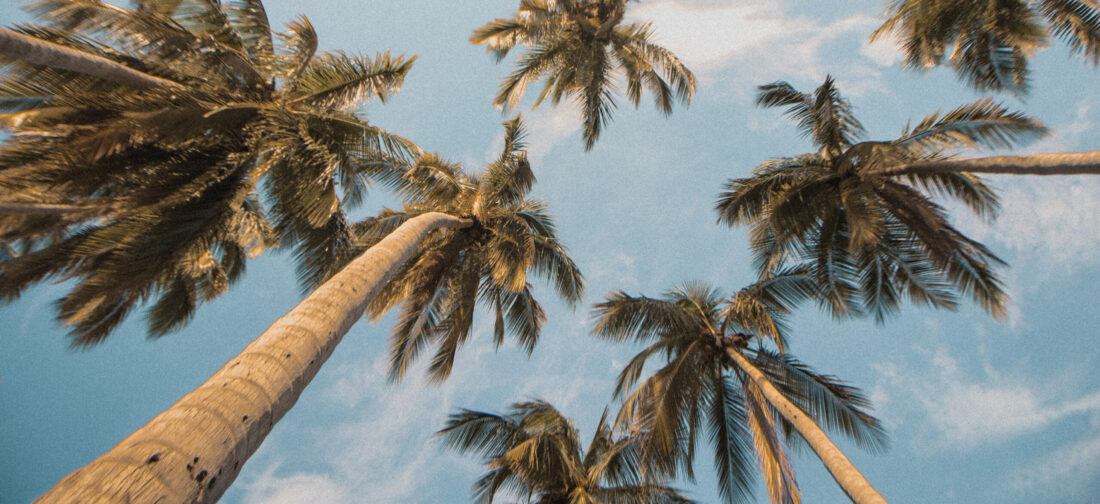 Look forward to Summer 2021 with our new collection