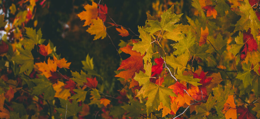 Look forward to Autumn 2021 with our new collection