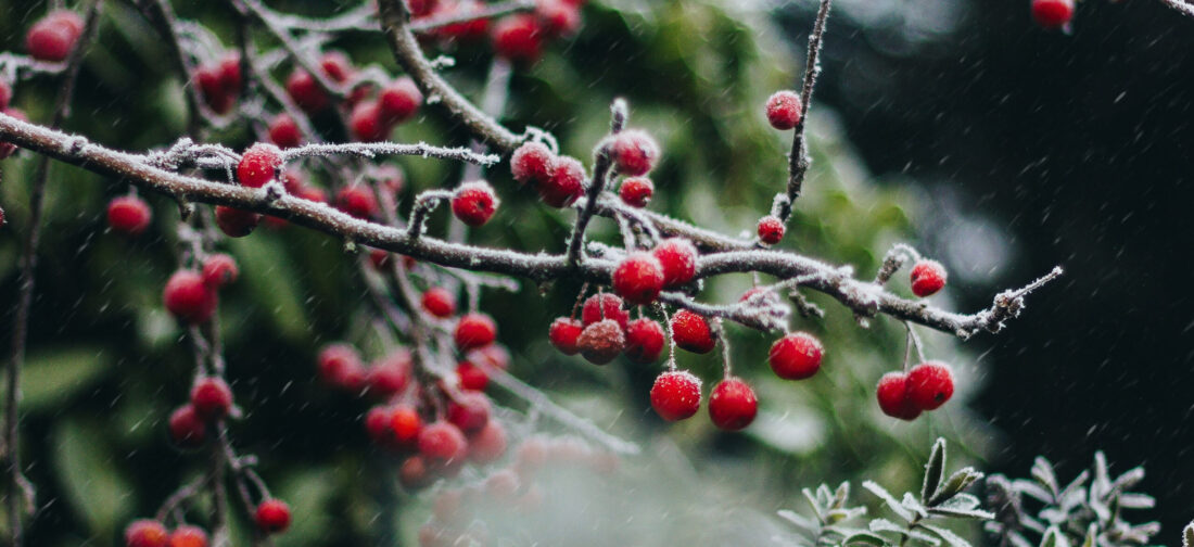 Buyers' Favourites from the Christmas 2021 Collection