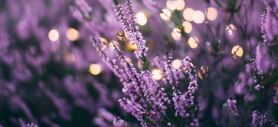 Pampering routine with Cotswold Lavender